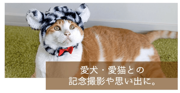猫の虎様 リクエスト 2点 まとめ商品 猫の虎様 リクエスト 2点 まとめ商品 まとめ売り