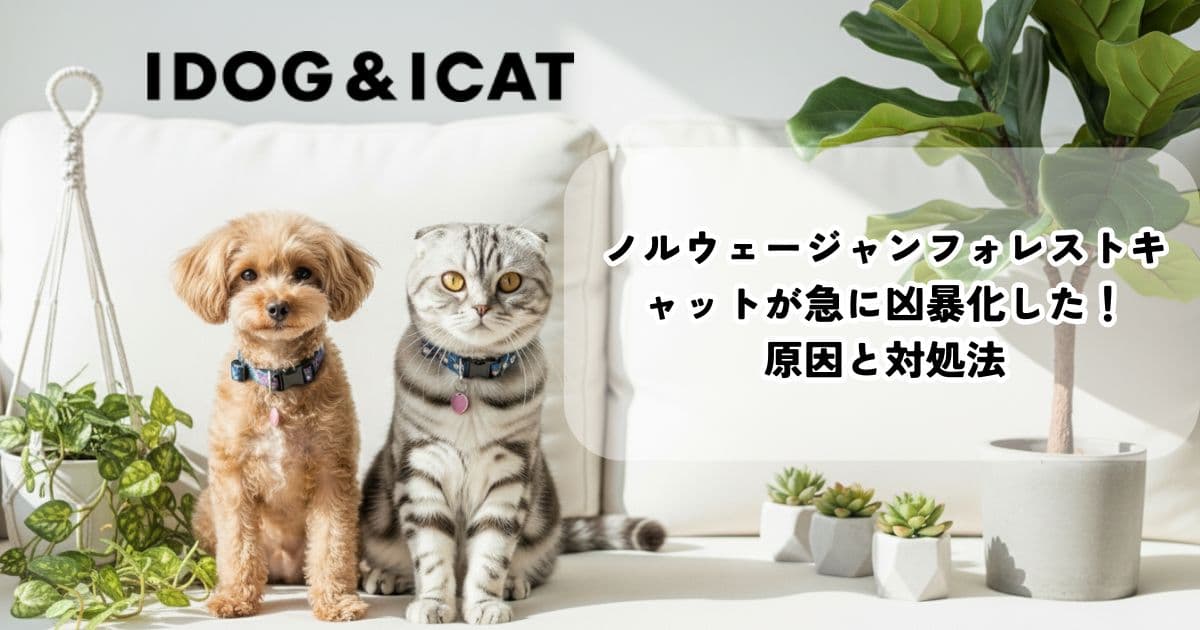 ノルウェージャンフォレストキャットが急に凶暴化した！原因と対処法