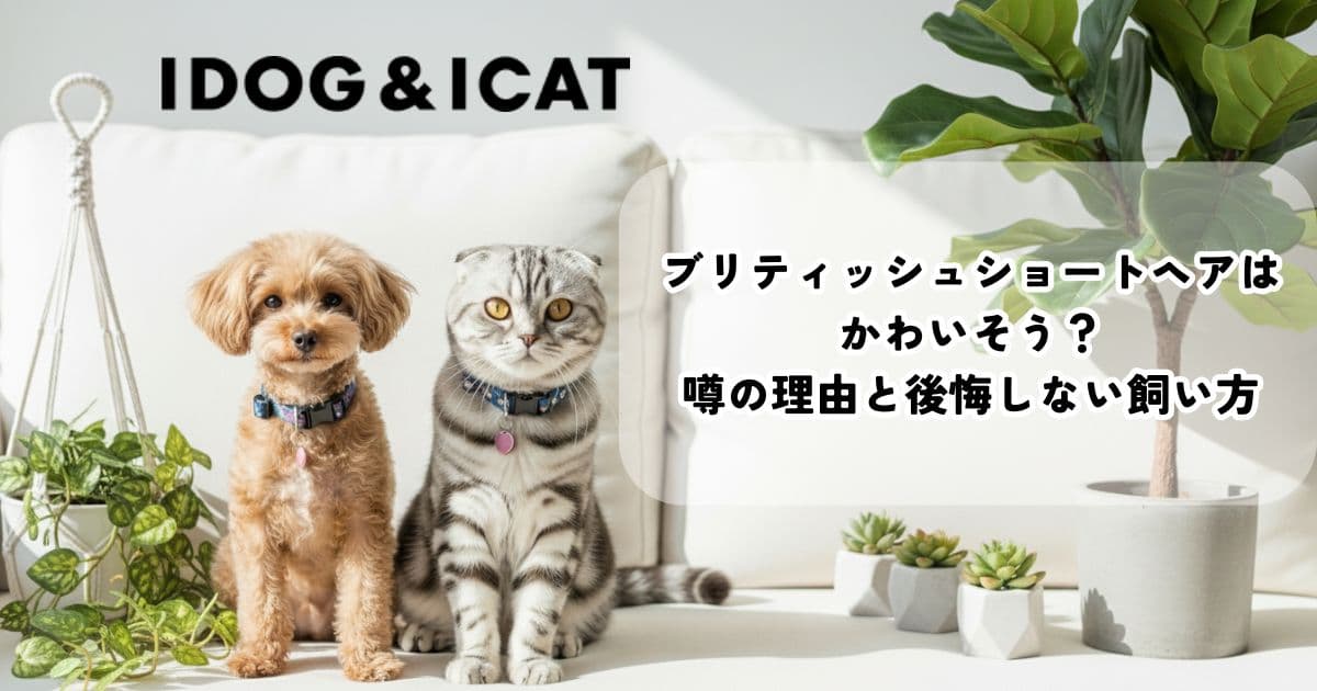 ブリティッシュショートヘアはかわいそう？噂の理由と後悔しない飼い方