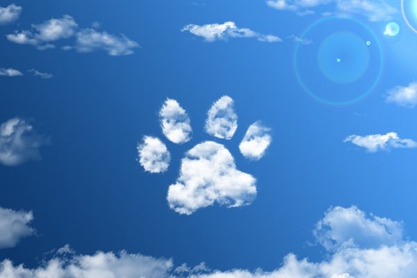 11月1日はワンワンワンで犬の日!愛犬に愛情と感謝を伝える20の方法 #104