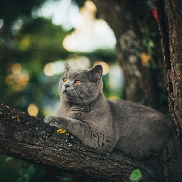 ブリティッシュ・ショートヘアはどんな猫?性格や特徴は?意外と抜け毛が多い #108