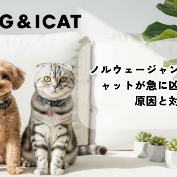 ノルウェージャンフォレストキャットが急に凶暴化した！原因と対処法