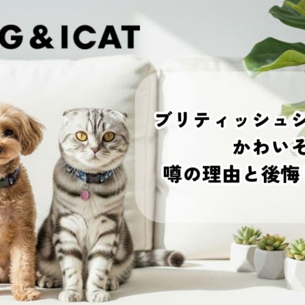 ブリティッシュショートヘアはかわいそう？噂の理由と後悔しない飼い方