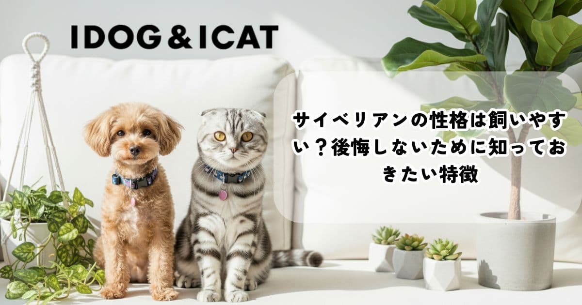 サイベリアンの性格は飼いやすい？後悔しないために知っておきたい特徴
