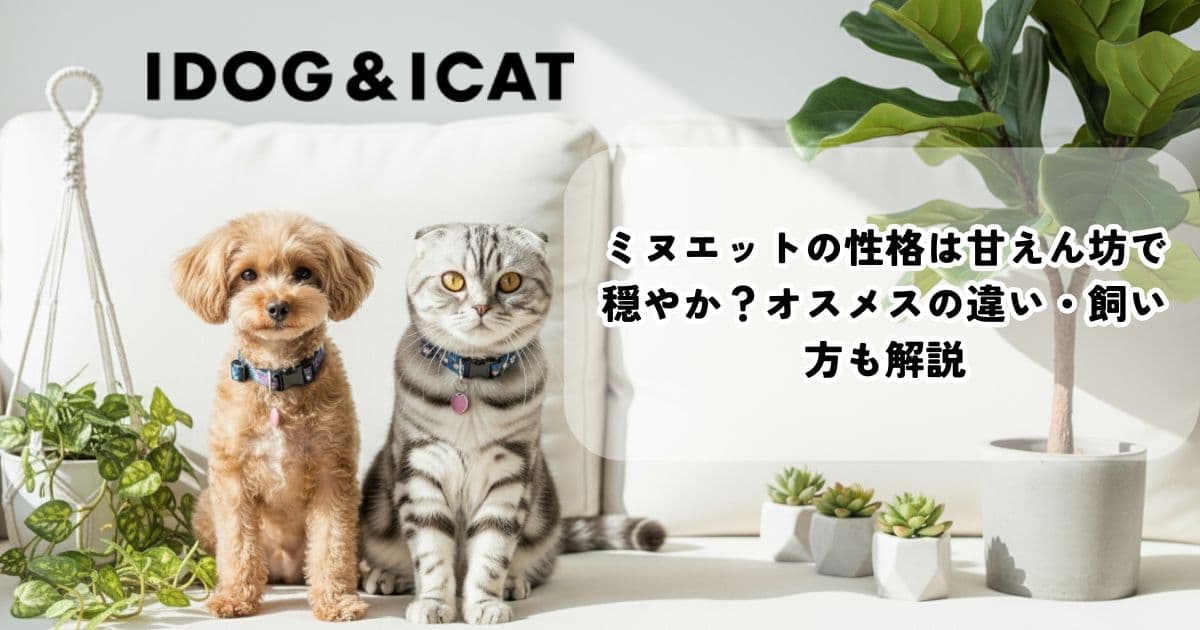 ミヌエットの性格は甘えん坊で穏やか？オスメスの違い・飼い方も解説