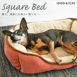 なぜ犬はベッドを引っ掻くのでしょうか？