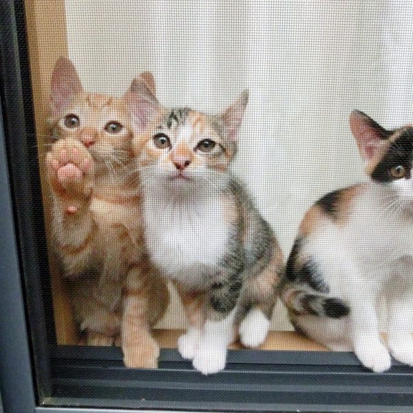 猫も冬は寒い!留守番させておく際の注意点と今すぐできる寒さ対策とは? #117