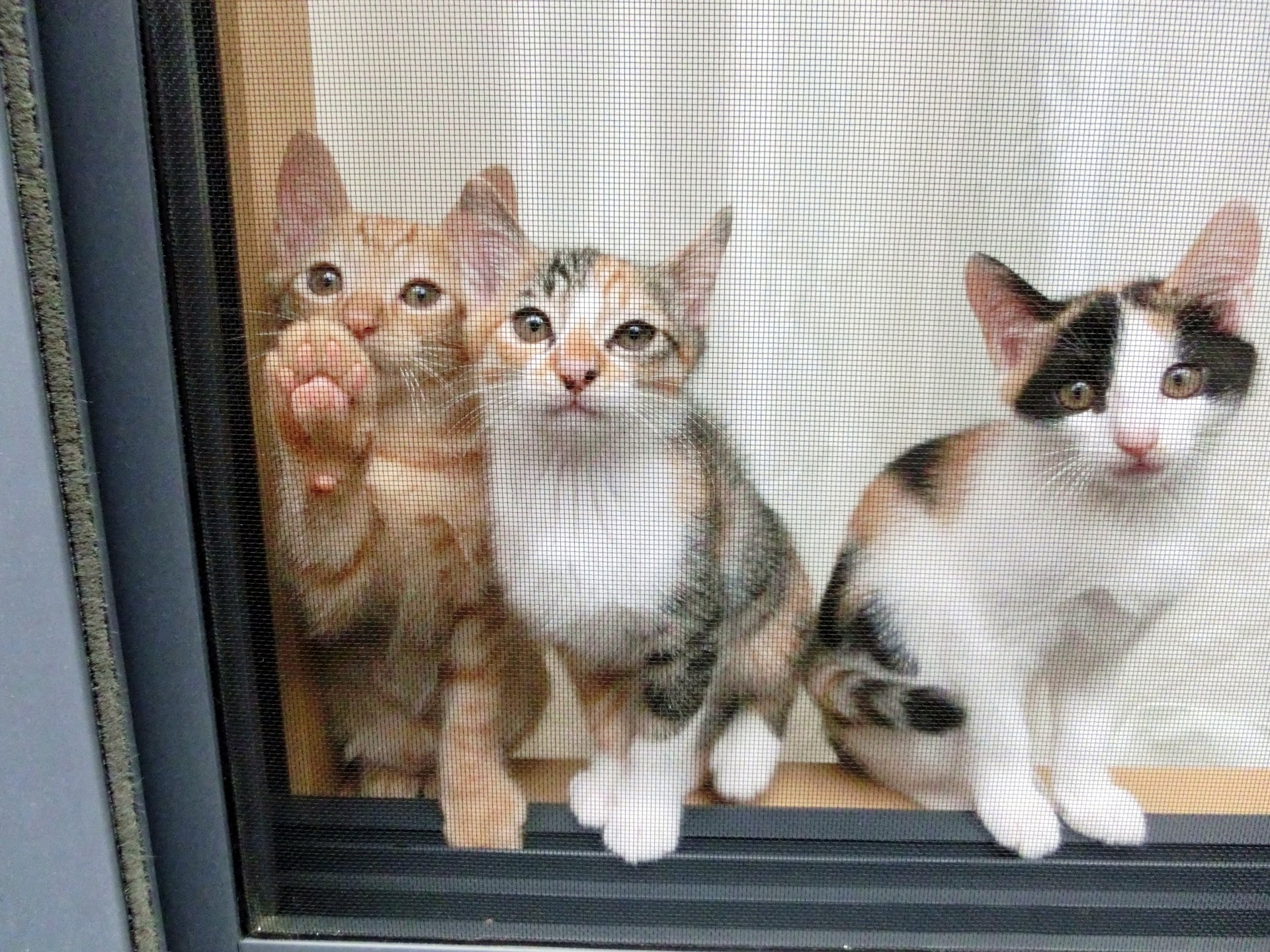 猫も冬は寒い！留守番させておく際の注意点と今すぐできる寒さ対策とは
