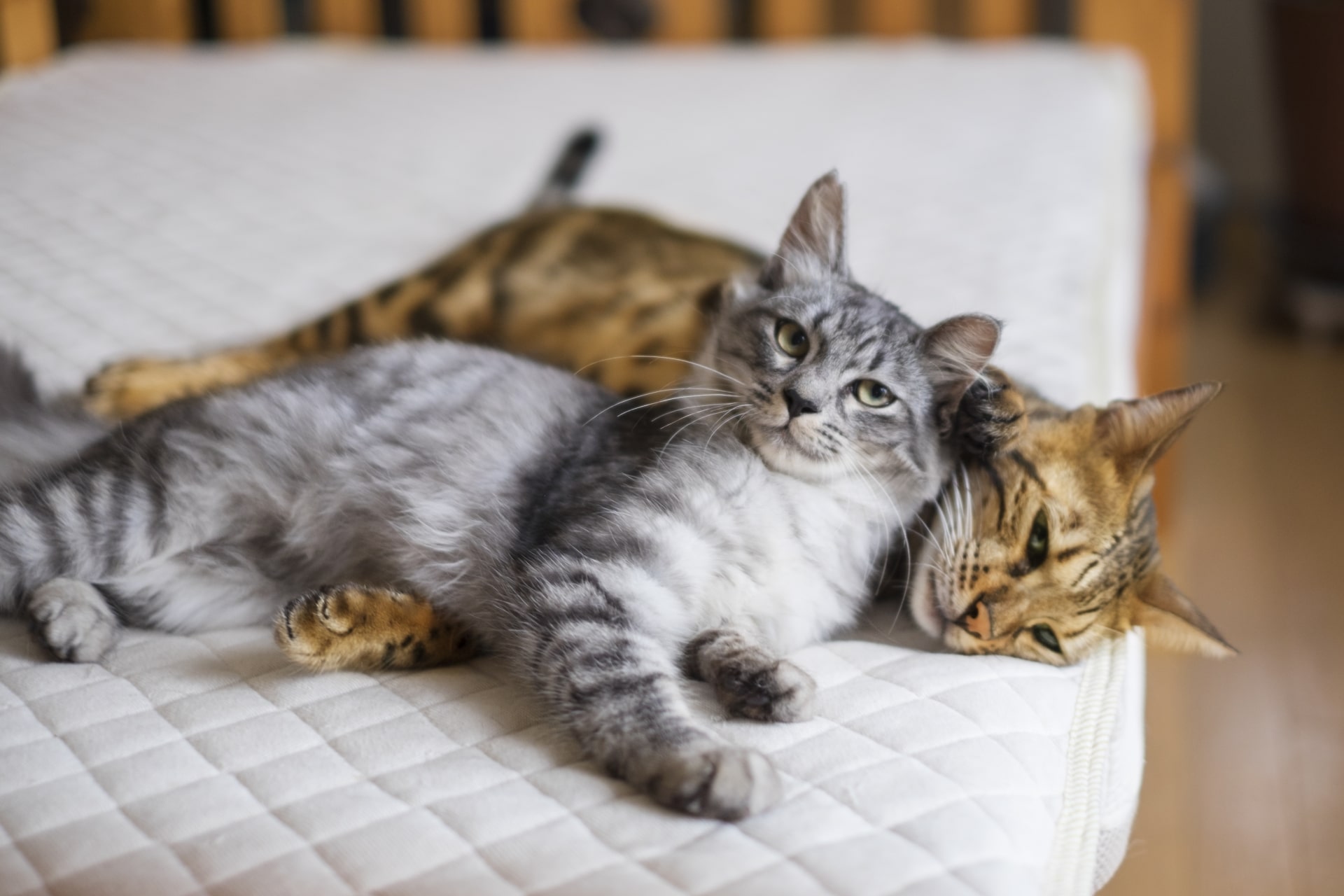 美品COGTHEBIGSMOKE ELIN COATベンガル猫柄ボアリバーシブル COGTHEBIGSMOKE ELIN COATベンガル猫柄ボアリバーシブル 猫 の お 面