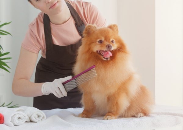 犬の静電気は毛玉やアレルギーの原因にも・予防ウエアやグッズで愛犬を守ろう