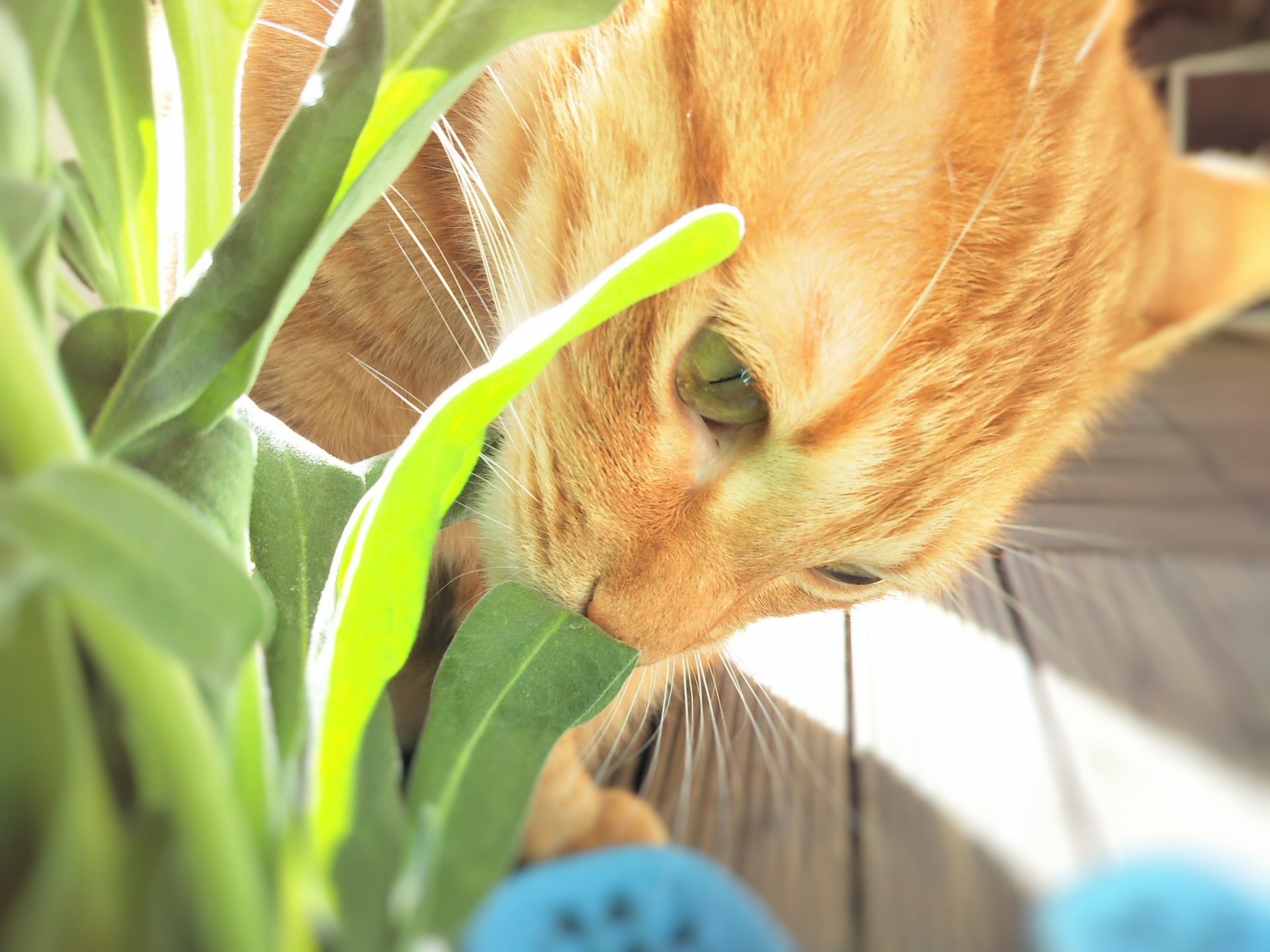 意外】猫はとてもいい匂い！理由はグルーミングと日向ぼっこにあった