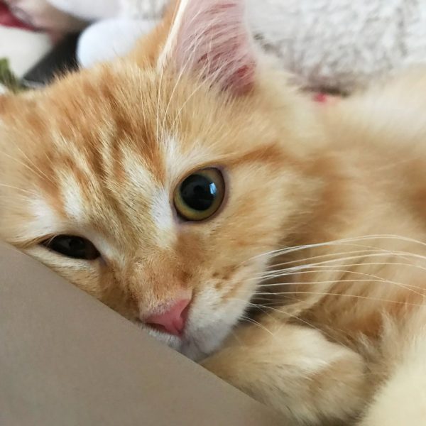 大きいサイベリアン・フォレスト・キャットを飼うのは大変?性格や特徴は? #116