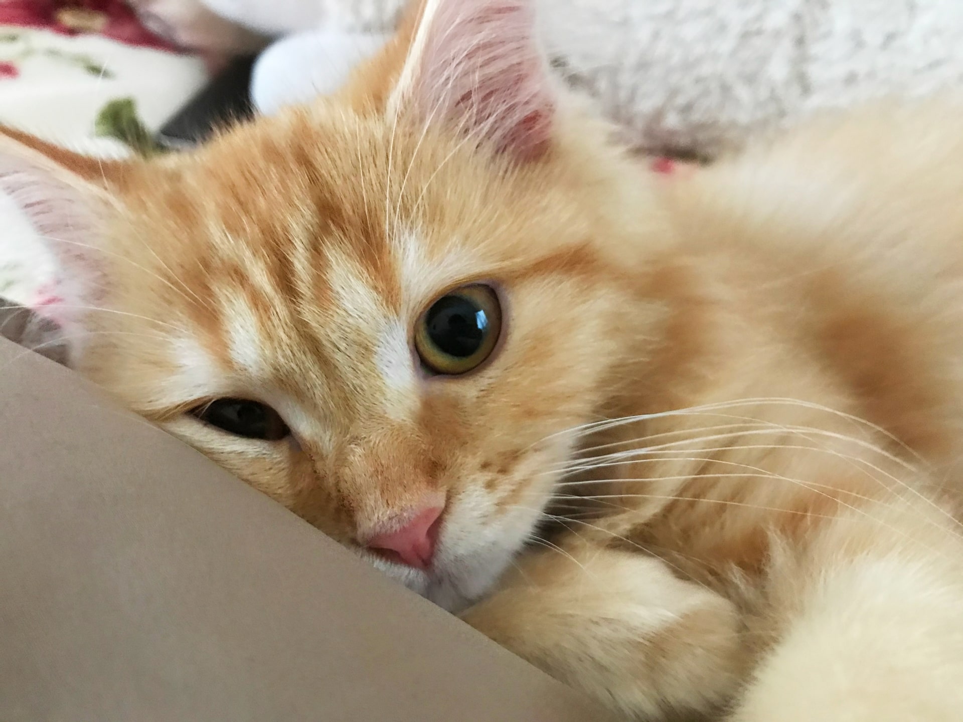 大きいサイベリアン・フォレスト・キャットを飼うのは大変?性格や特徴