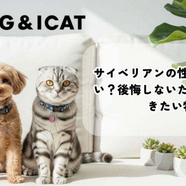 サイベリアンの性格は飼いやすい？後悔しないために知っておきたい特徴
