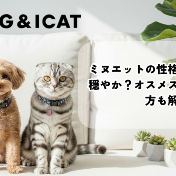 ミヌエットの性格は甘えん坊で穏やか？オスメスの違い・飼い方も解説
