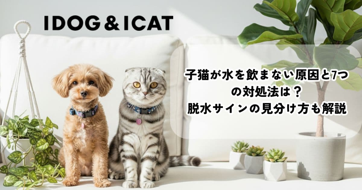 子猫が水を飲まない原因と7つの対処法