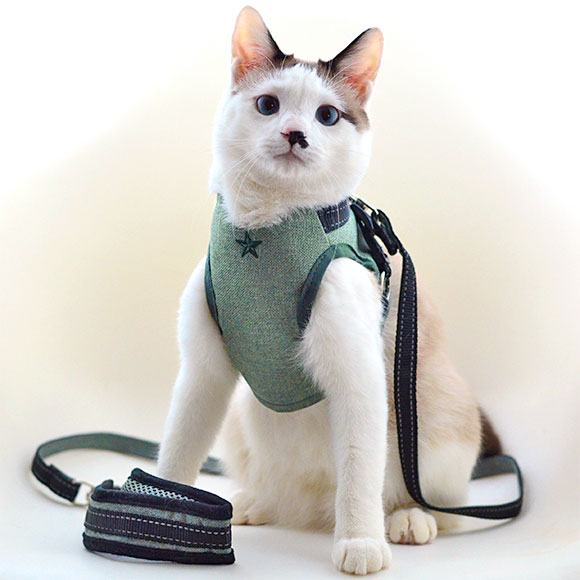 防災対策でハーネスをつけた猫