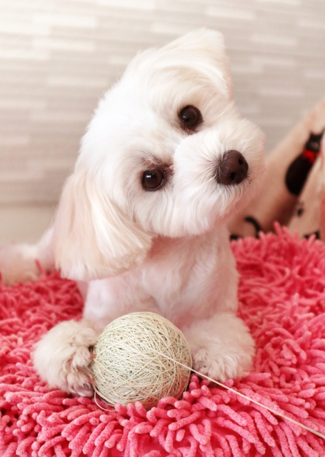 首をかしげる犬