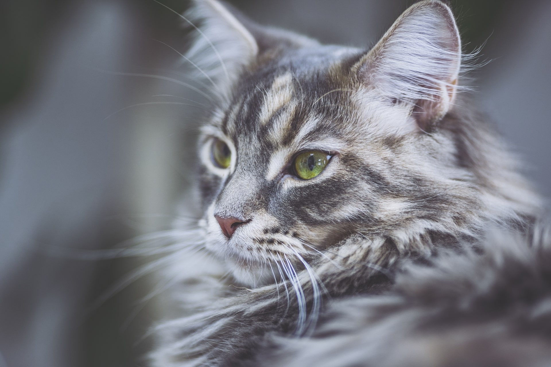 鳴き声が独特なメインクーンってどんな猫？飼い方のコツと注意点を徹底