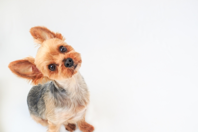 首をかしげる犬