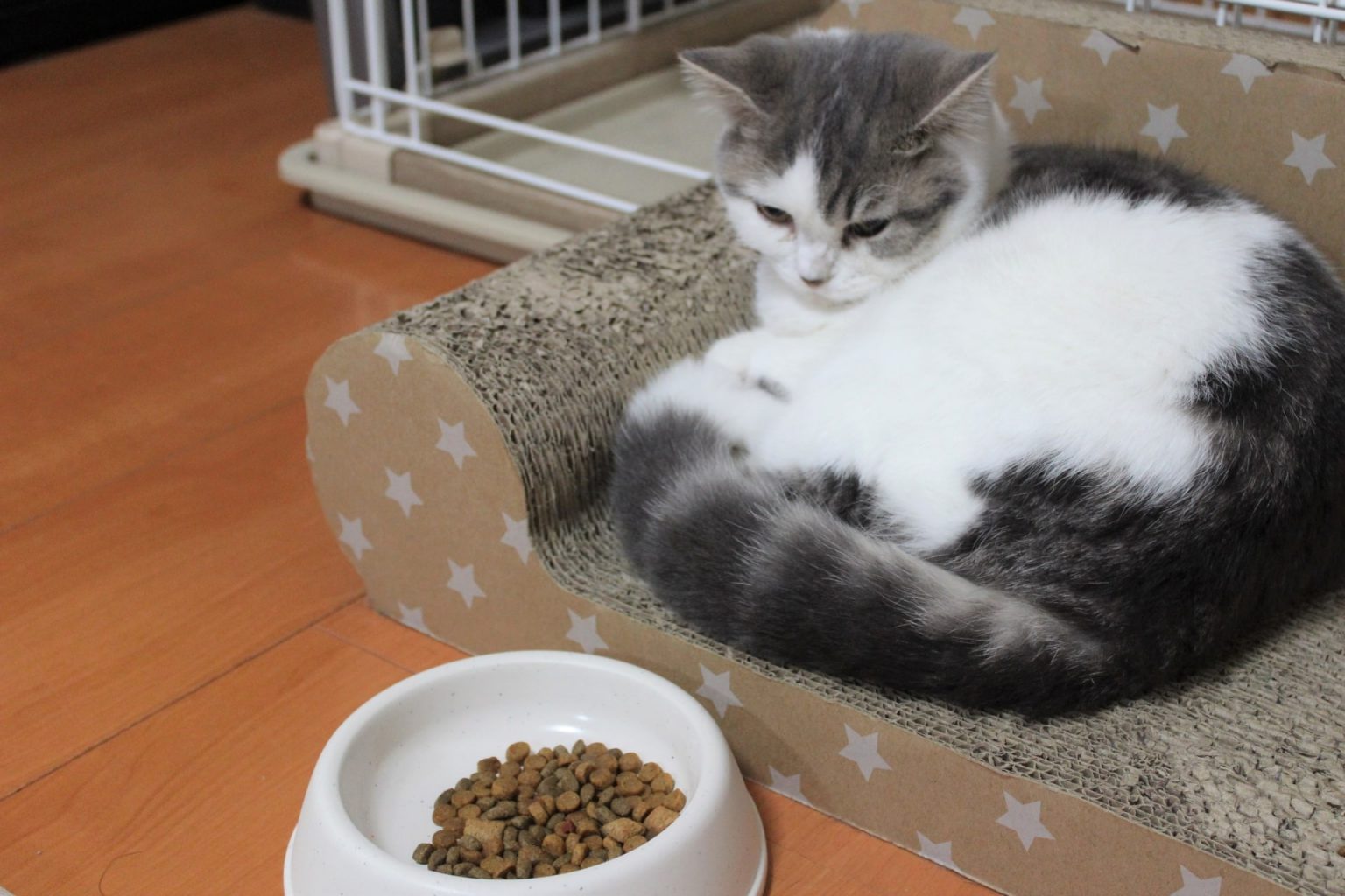 子猫に最適なフードを選ぶ