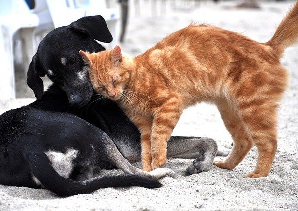 コロナ禍でペットと避難する際の注意点とは【愛犬&愛猫の命を守るための防災対策】 #132