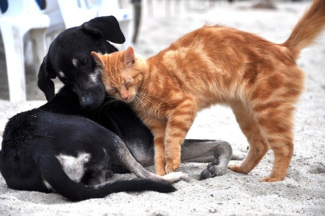 犬と猫