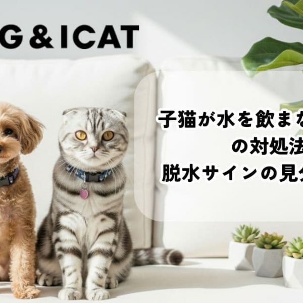 子猫が水を飲まない原因と7つの対処法は？脱水サインの見分け方も解説