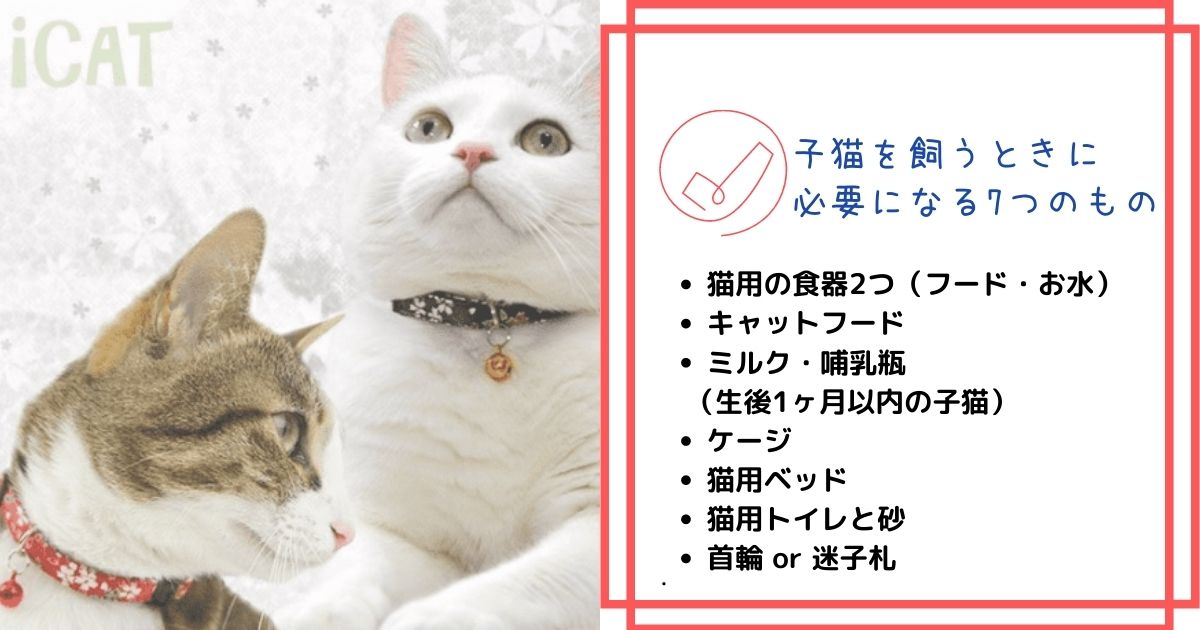 子猫は1匹より2匹の方が良い理由