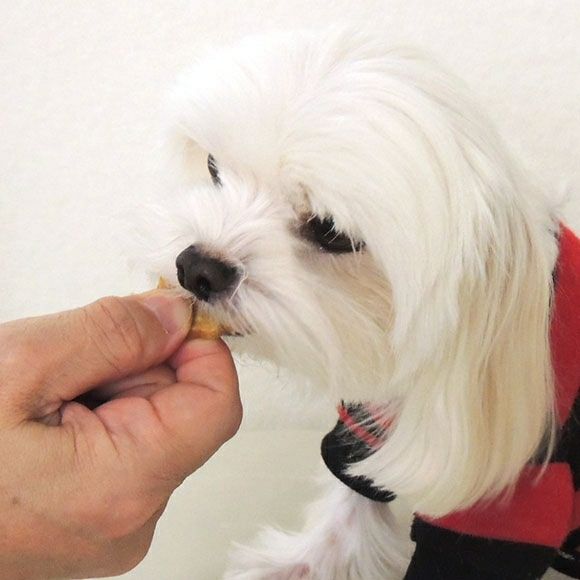 犬用さつまいもおやつを食べるマルチーズ