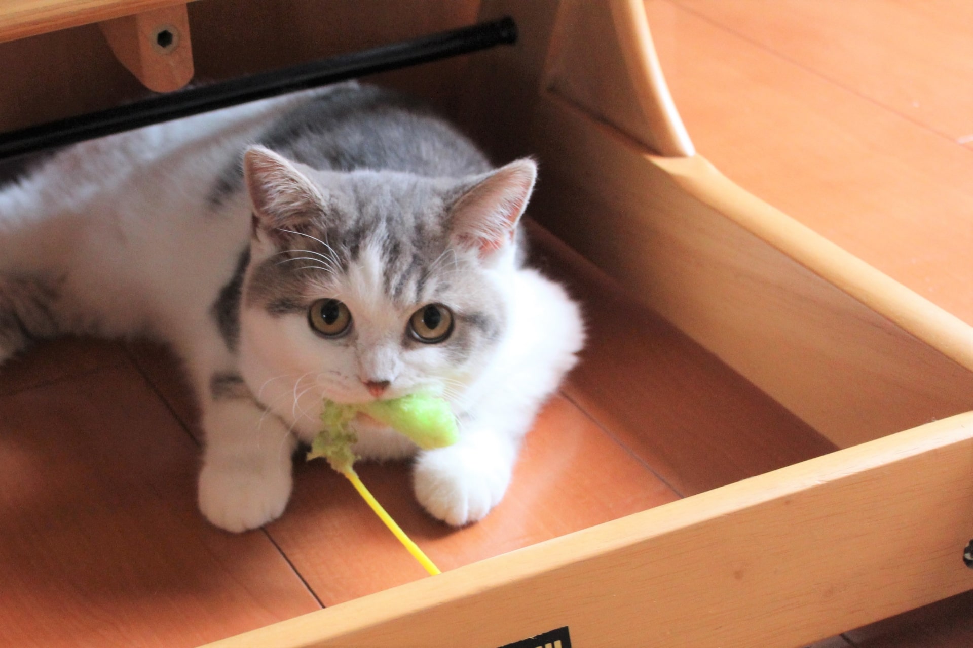 ❤極上の猫心地❣運動不足＆ストレスを楽しみながら一気に解消♪