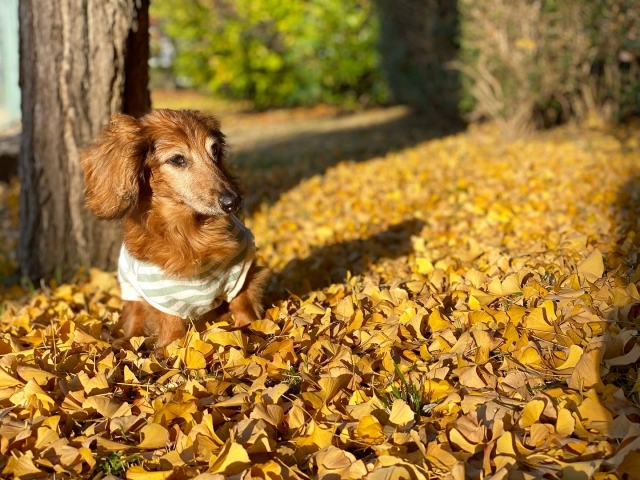 老犬の秋冬散歩