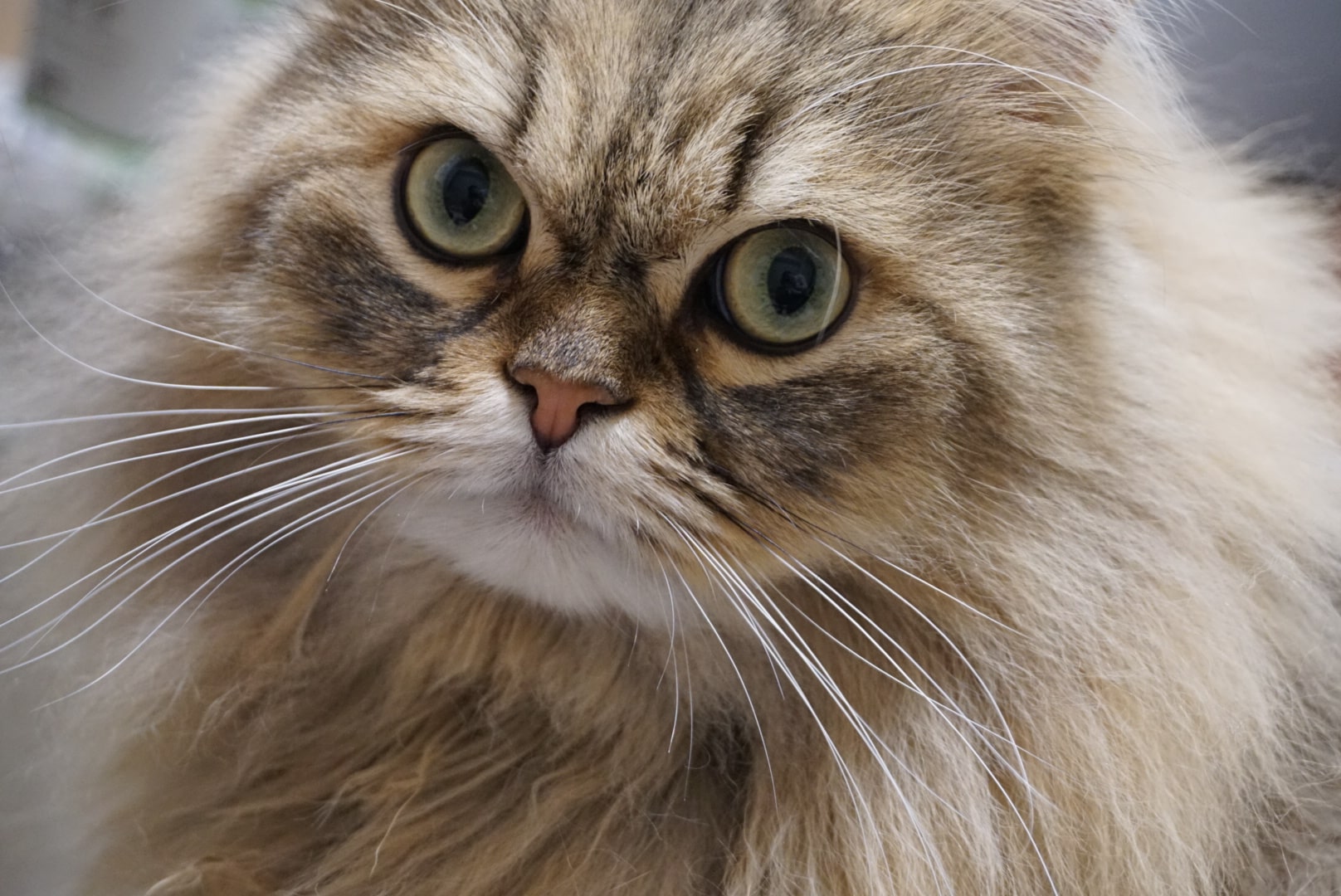ペルシャは猫の王様!その性格や特徴は?チンチラとの違いも解説