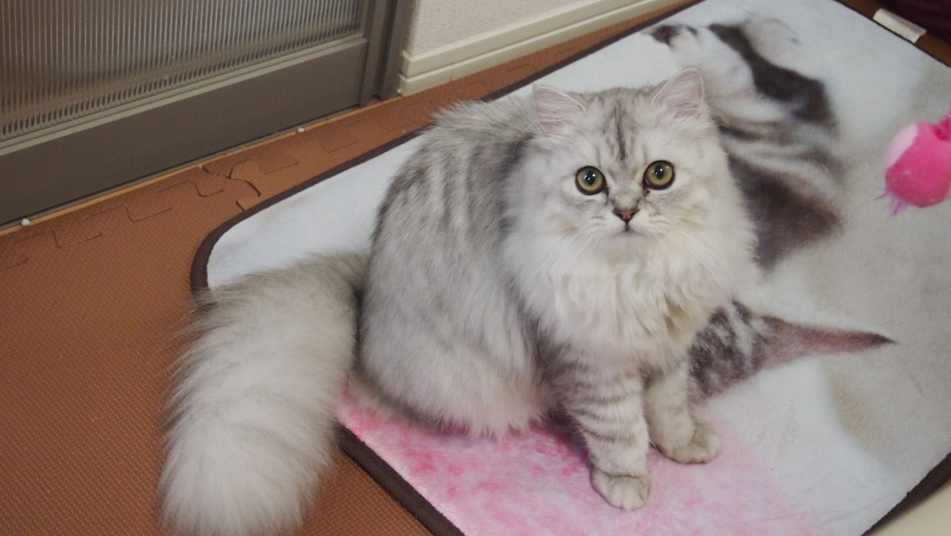 ペルシャは猫の王様!その性格や特徴は?チンチラとの違いも解説! #138 – IDOG&ICAT