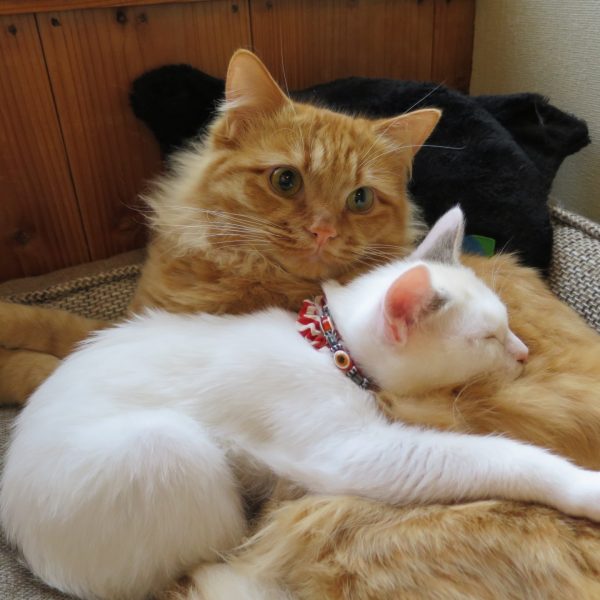 飼い猫が首輪をしない!その原因と適切な選び方とは?猫用首輪TOP5【IDOG&ICAT】 #146