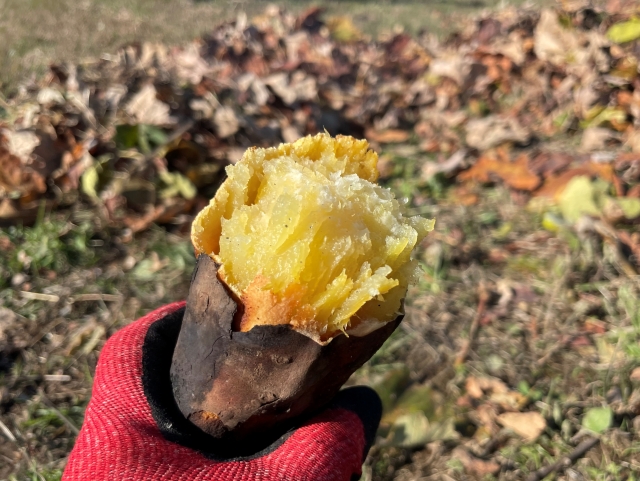 犬のおやつに焼き芋