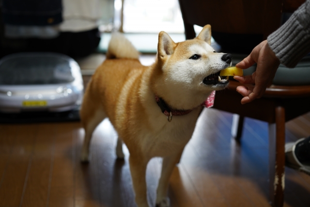 焼き芋を食べる犬