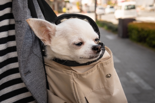 老犬の冬の散歩