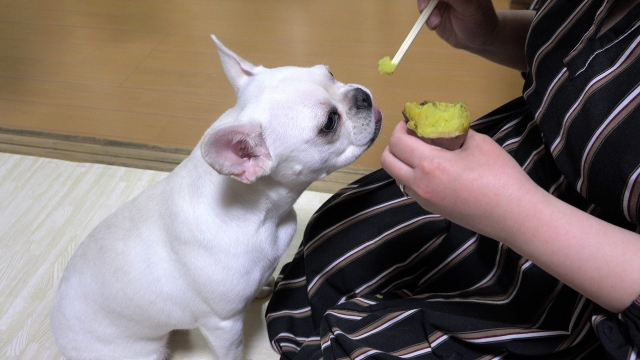 焼き芋を食べる犬