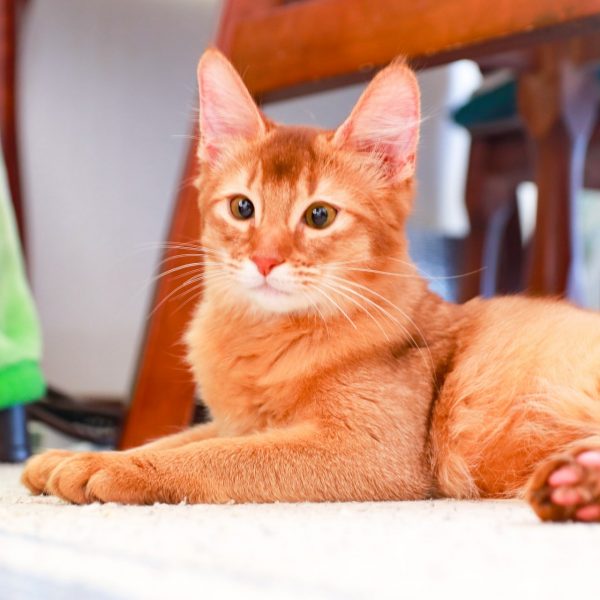 ソマリはどんな猫?ブルーやフォーンが大人気!その性格や子猫の値段は? #140