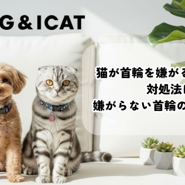 猫が首輪を嫌がる5つの理由と対処法は？嫌がらない首輪の選び方も解説
