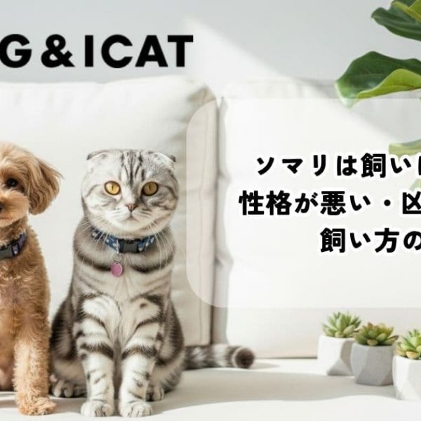 ソマリは飼いにくい猫？性格が悪い・凶暴化の噂と飼い方のコツ