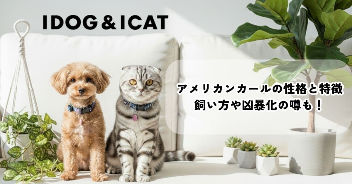 アイキャッチ画像｜アメリカンカールの性格