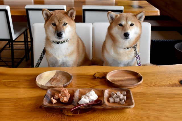 ドッグカフェで犬ようメニューを食べる犬