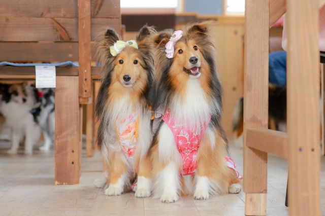 ドッグカフェでマナーを守っておすわりする犬