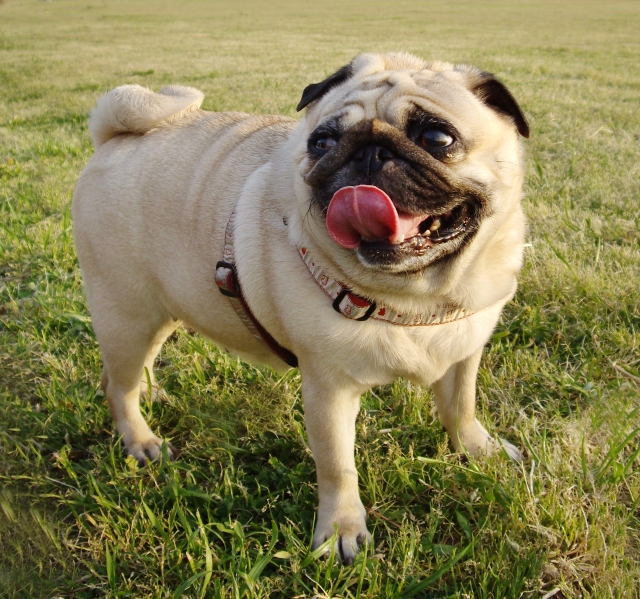 ダイエット中の犬