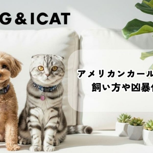 アメリカンカールの性格と5つの特徴｜飼い方や凶暴化の噂も徹底解説