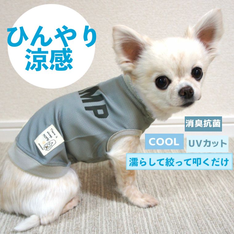 暑さ対策でiDogのクール服を着るチワワ