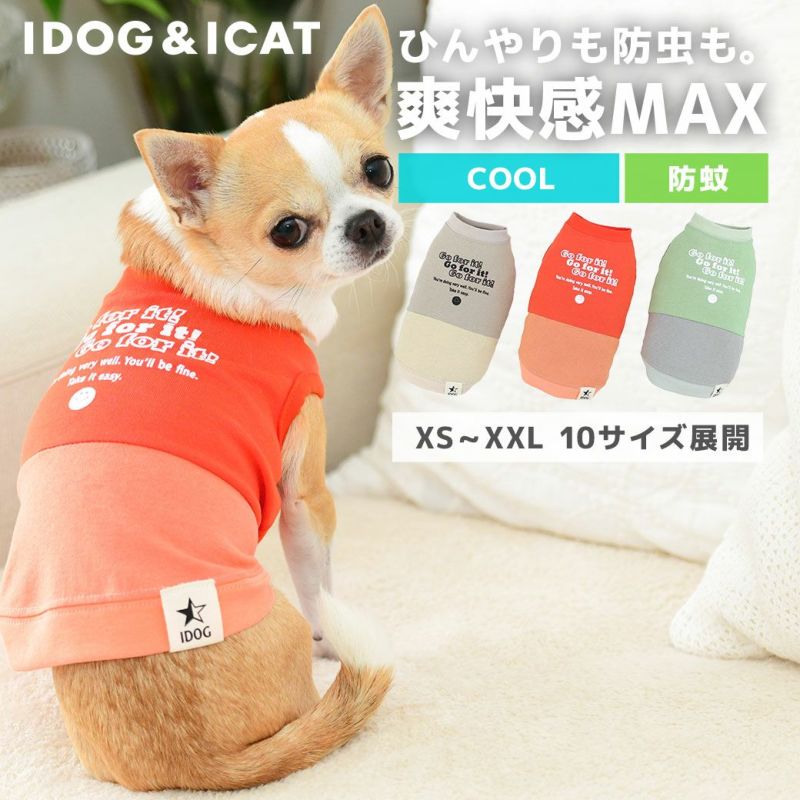 暑さ対策でiDogのクール服を着るチワワ