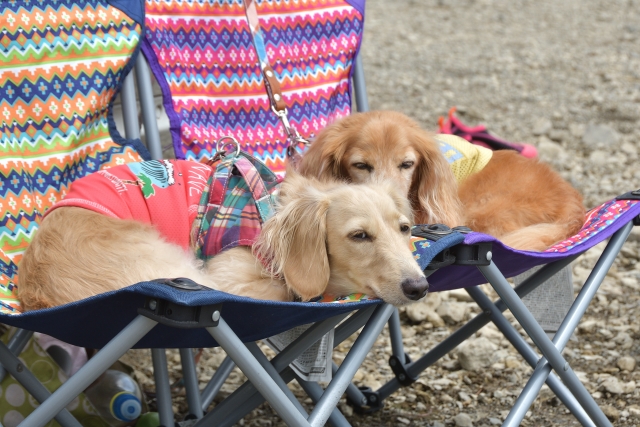 ペットと行かれるキャンプ場でくつろぐ犬